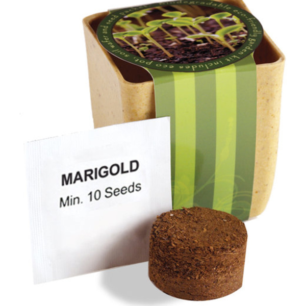 Flower Pot Set With Marigold Seeds Thumbnail